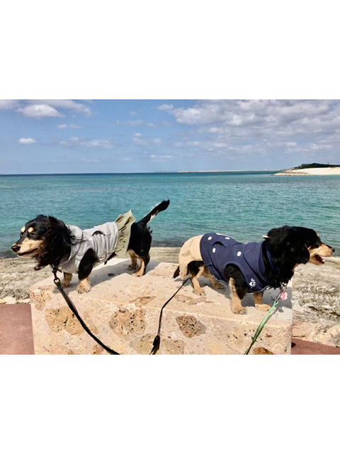 ないさー、うみ