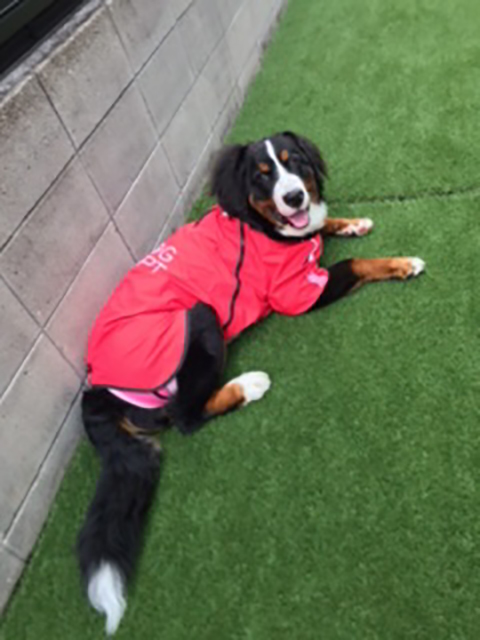 シェイディ(shady)