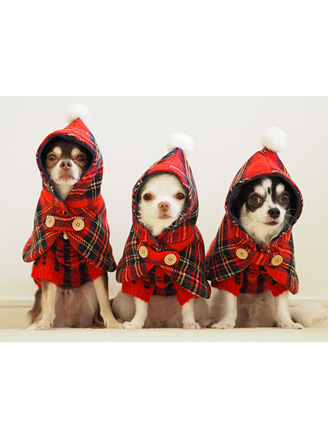 テリー、ベル、アロ