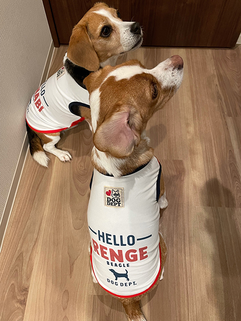 はなび、れんげ