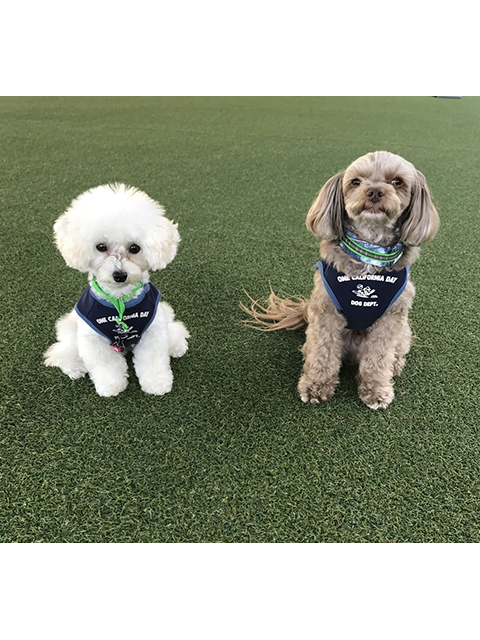 でんすけ、こいたろう