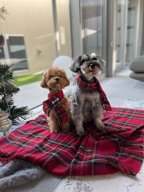 Ciel(シェル)、Fee(フェイ)