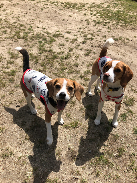 はなび、れんげ