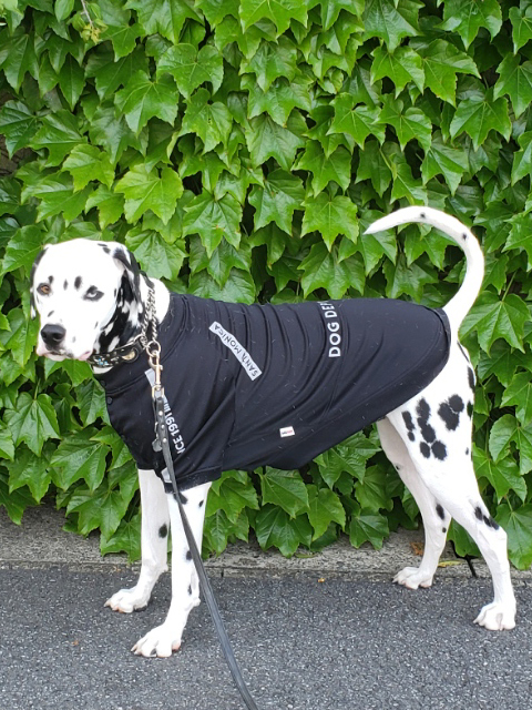 MAX（マックス）