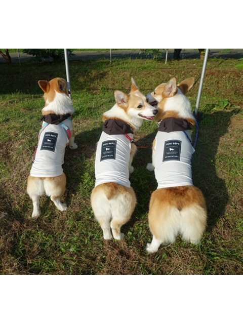 きらら、ハナ、スカイ