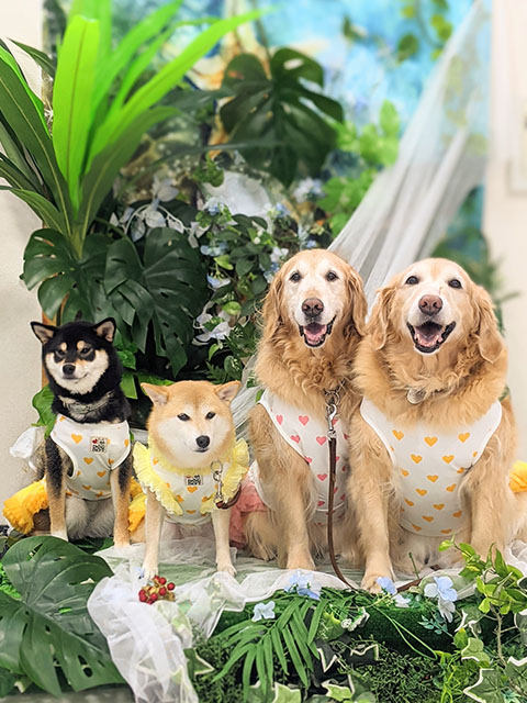 おはな、華、ララ、ルル